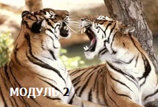 Искусство взаимоотношений. Модуль-2.